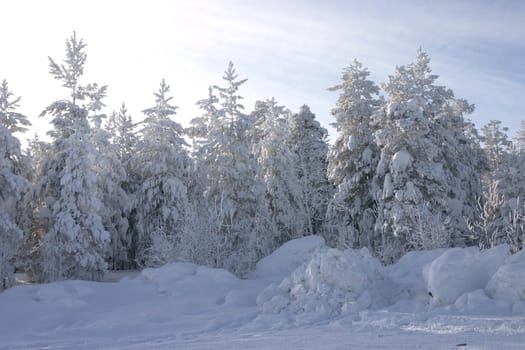 Evergreen fur-trees and pines covered by a snow on the eve of Christmas