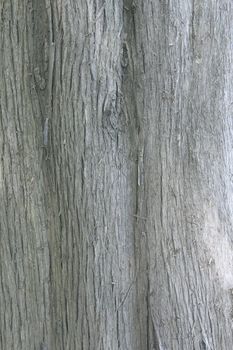 texture from the bark of old tree grey colors