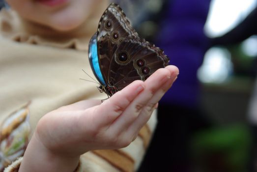 Beautiful colour butterfly on child finger. Insect.