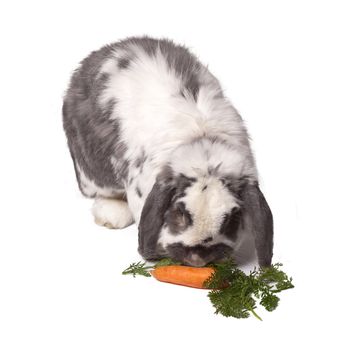 Cute Grey and White Lop Eared Bunny Rabbit Bending Down to Eat Carrot and Green Vegetables On White Background