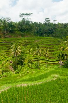 Green rice terraces near Ubud, Bali, Indonesia