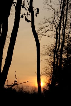 evening sundown forest