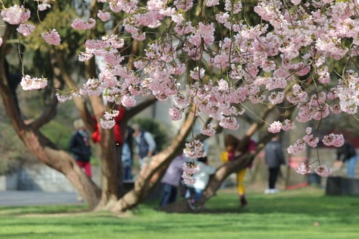 a day in the spring park