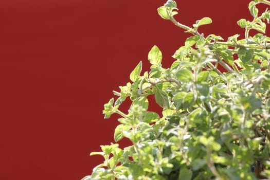 green red plants 