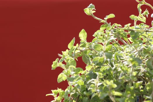 green red plants 