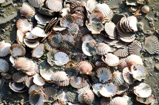 Saint  Jacques shells