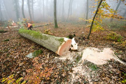 the  lumberjack and the forest