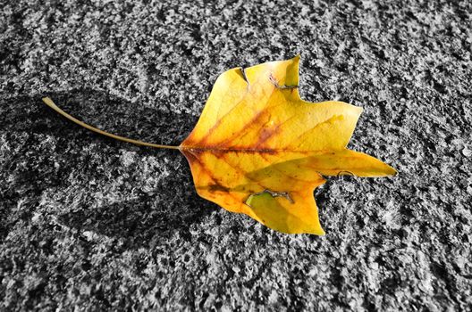 the falling leaf