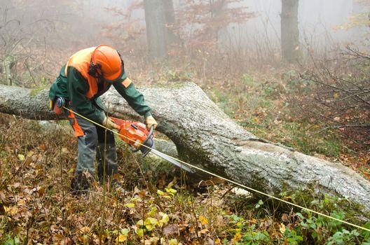 the  lumberjack and the forest