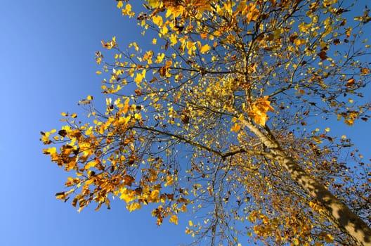 the Autumn tree