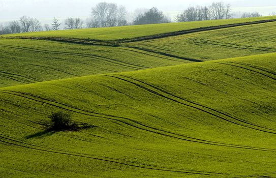 the green fields