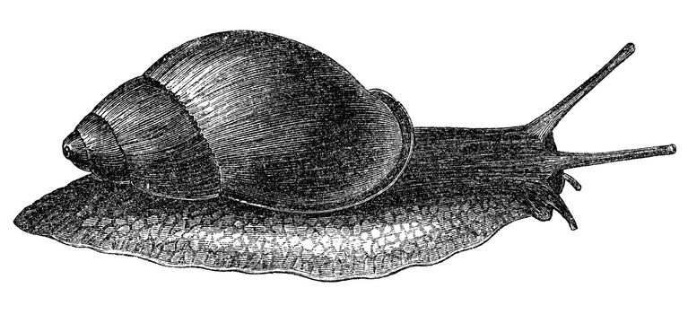 An antique engraving of a snail (Roseate Bulinus) from "Museum of Animated Nature Volume II", published in 1844.