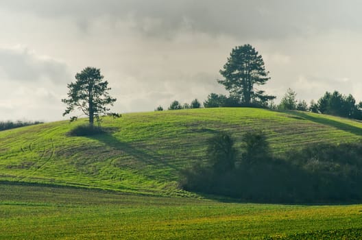 green tree and field