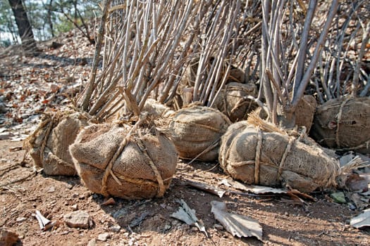 Bushes prepared for planting in a public garden