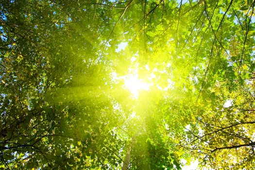 Look below, can be seen as a glimpse of the sun passes through the leaves