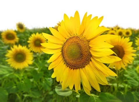 Closeup of bright yellow agricultural plant on green field