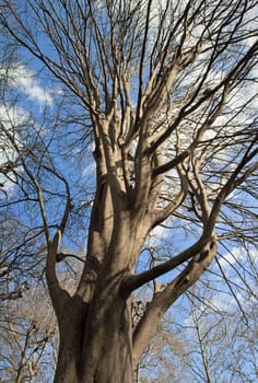 Siberian elm, majestic tree standing up to the sky  park in Paris France