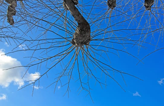 spider tree, branching of the sycamore tree in spring