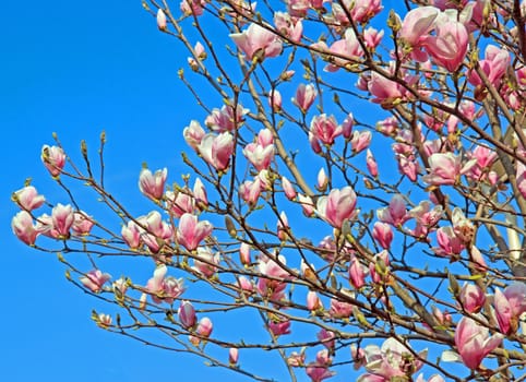 magnolias brewed in early spring
