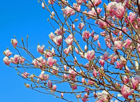 magnolias brewed in early spring