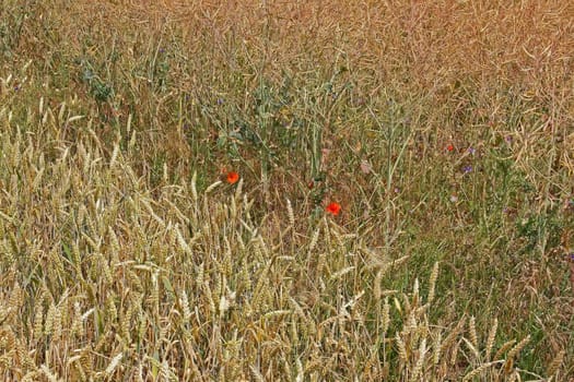 field of wheat and rapeseed separated by two poppies