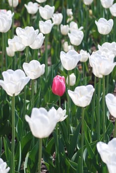 One pink tulip on white tulips in background