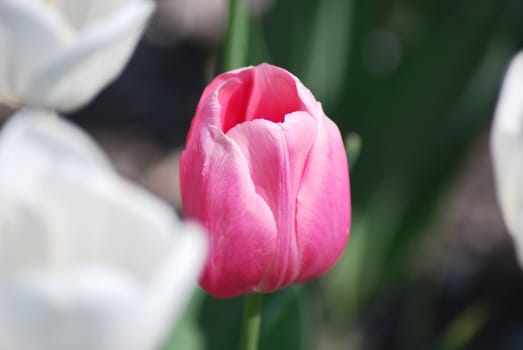 One pink tulip on white tulips in background