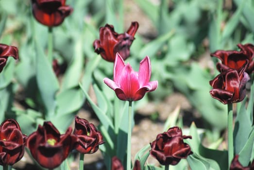 One pink tulip on red tulips in background