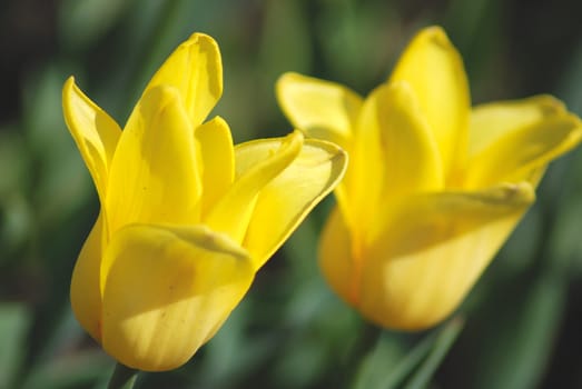 Two yellow tulips close up ,flowers background   