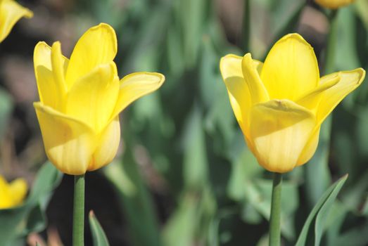Two yellow tulips close up ,flowers background   