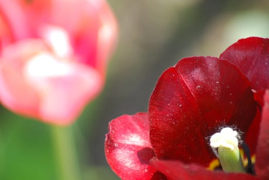 Two red and pink  tulips ,flowers background  