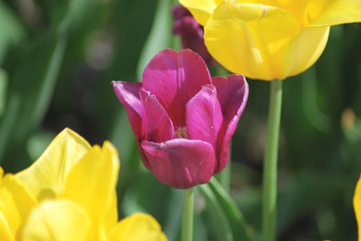 One violet tulip and two yellow tulips ,flowers background