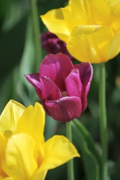One violet tulip and two yellow tulips ,flowers background