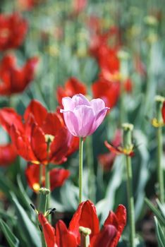 One pink tulip on red tulips in background