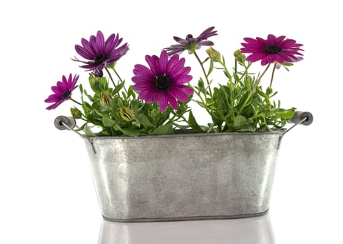 pink spanish daisy isolated  on white background