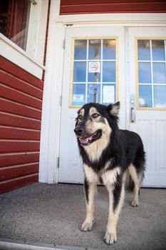 Husky dog stands alert at entrance to owners front door