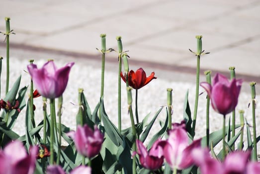 One red tulip on pink tulips in background