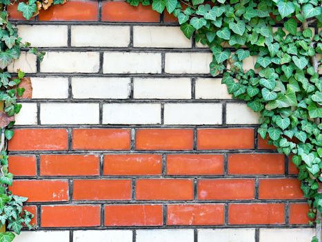 brick wall overgrown with ivy in the background