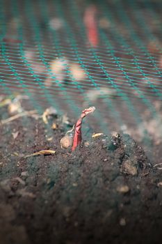 A low angled image of a red baron variety onion, growing in outside in soil under the protection of a green plastic mesh.