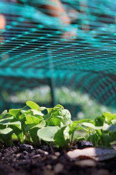 A low angled image of the first shoots of radish plants, growing in an urban city garden under the cover of a green plastic protective mesh.