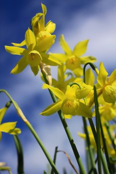 A low angled image of small yellow daffodils set against a blue spring sky background. Set on a portrait format.