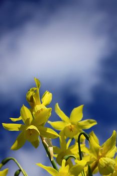 A low angled image of small yellow daffodils set against a blue spring sky background. Set on a portrait format with copyspace available above.