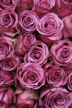 A big group of pink roses, perfect as a background