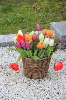Mixed colored tulip bouquet in a wicker basket