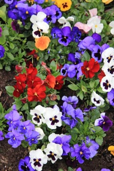 A big group of mixed colored pansies in dark soil