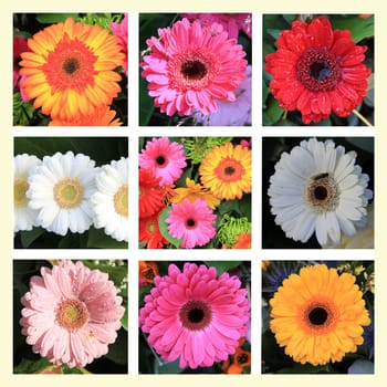 XL-collage made from 9 different gerbera photos