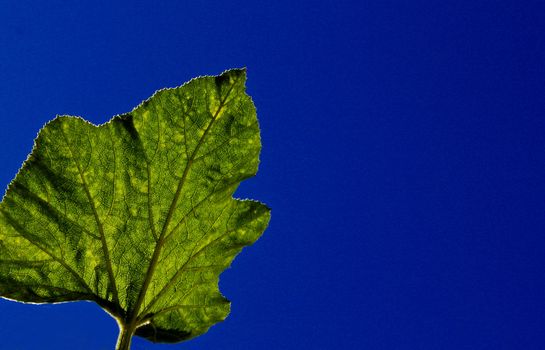 Big squash leaves isolated in a clear blue sky  background