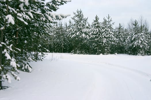 Wood from evergreen trees covered by a snow on a background of the cloudy sky