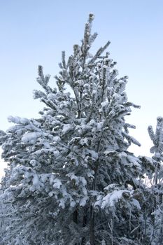 evergreen tree covered by a snow on a background of the clear sky