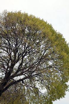 one day of european ash tree in early spring